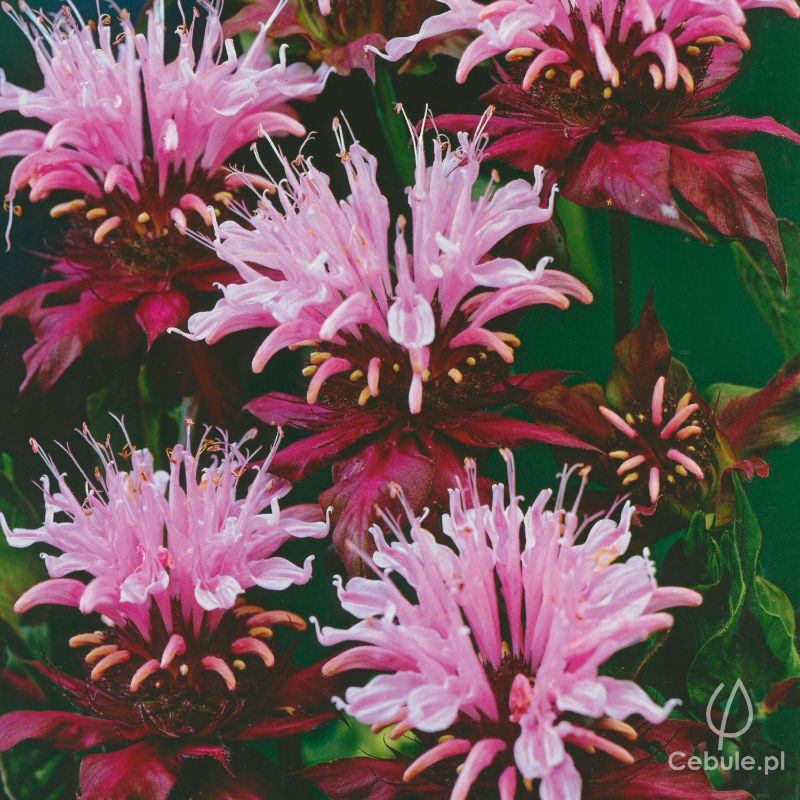 Pysznogłówka (łac. Monarda) 'Beauty of Cobham'
