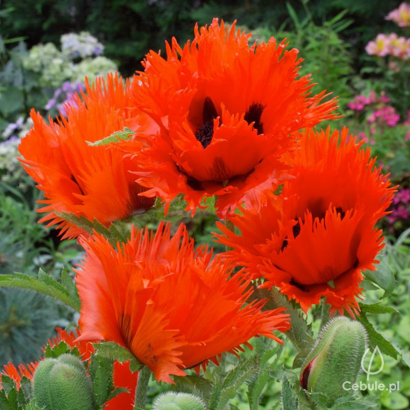 Mak (łac. Papaver orientale) odmiana 'Turkenlouis'
