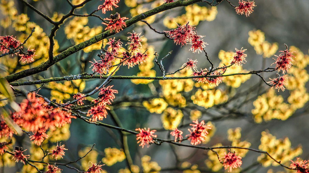 Uprawa oczarów w ogrodzie, fot. frans_blok_3develop - Depositphotos