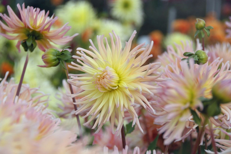 Dahlia Apricot Star