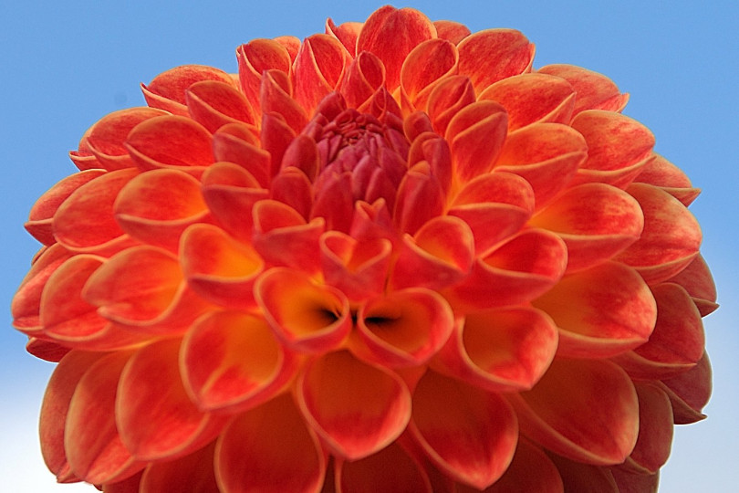 Dahlia Jowey Chantal