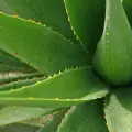 Aloes – właściwości lecznicze i zastosowanie