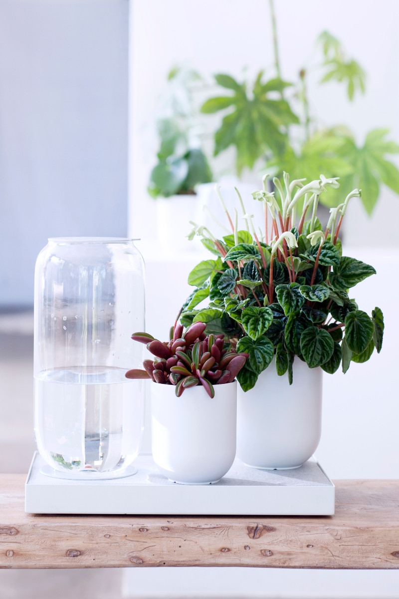Peperomia - fot. Flower Council