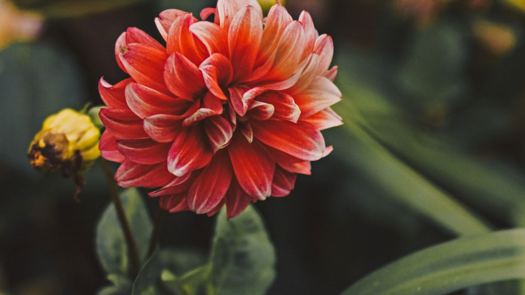 Dlaczego dalie nie kwitną Błędy w uprawie, fot. SJ Objio - Unsplash