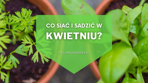 Co siać i sadzić w kwietniu? | Lista roślin