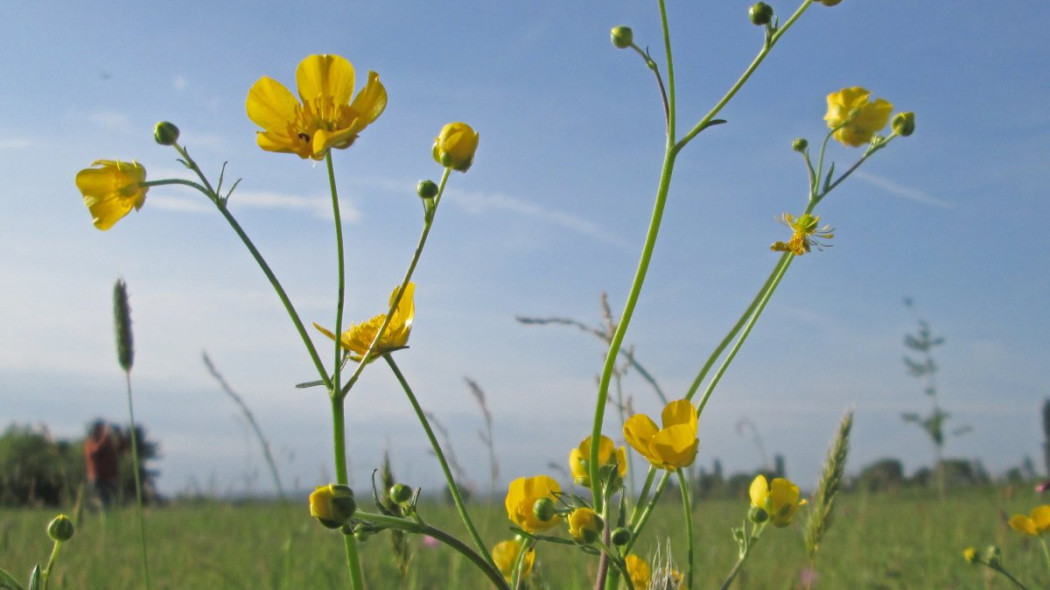 Jaskier ostry Ranunculus acris, fot. AnRo0002 (CC0) - Wikimedia
