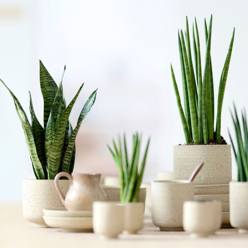 Wężownica (łac. Sansevieria) - kwiat doniczkowy łatwy w uprawie, fot. Flower Council Holland