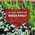 Co siać i sadzić we wrześniu? | Lista roślin