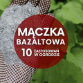 Mączka bazaltowa – wyjątkowy skład i 10 sposobów na wykorzystanie w ogrodzie