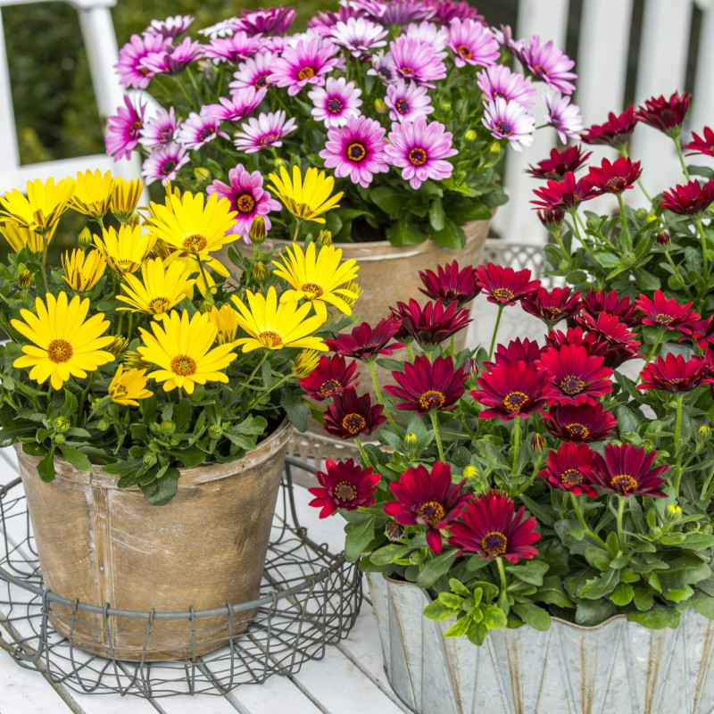 balkonowe trendy - osteospermum afrykańska stokrotka