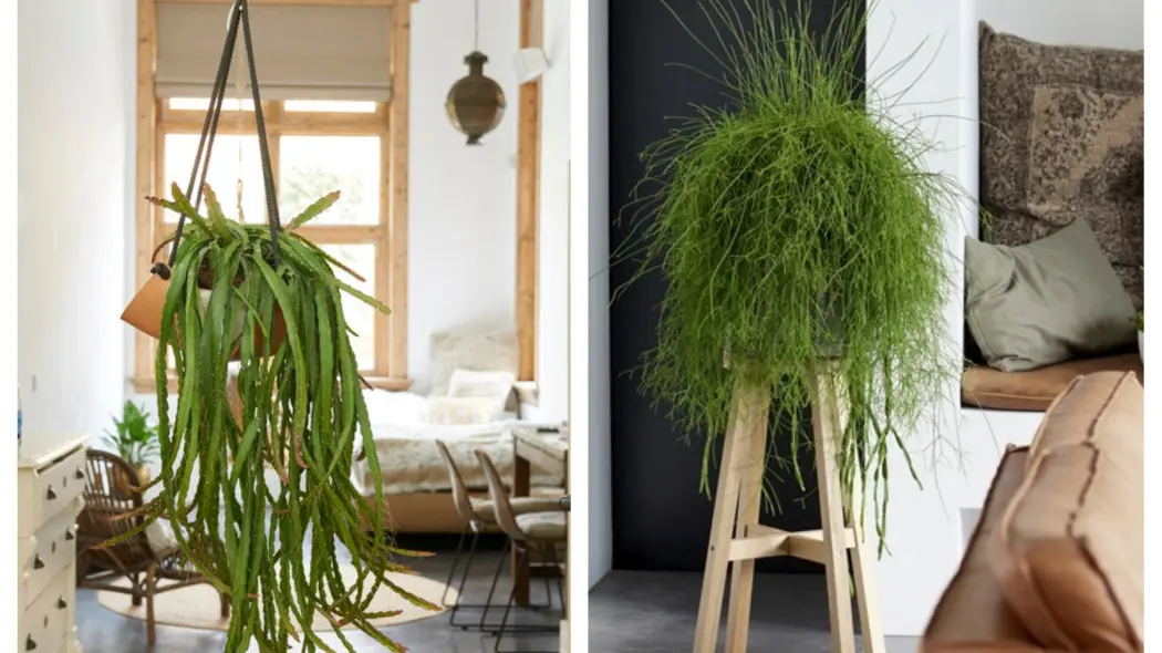 Patyczak (Rhipsalis) w doniczce - fot. Flower Council _ thejoyofplants.co.uk