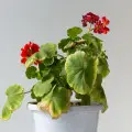 Dlaczego liście pelargonii żółkną, czerwienieją, usychają?