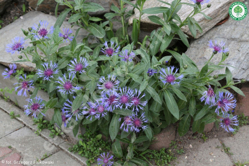 chaber górski Centaurea montana fot. Grzegorz Falkowski