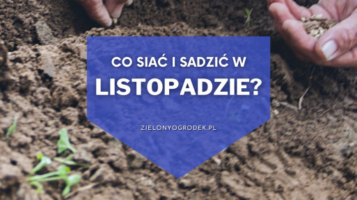 Co siać i sadzić w listopadzie? | Lista roślin