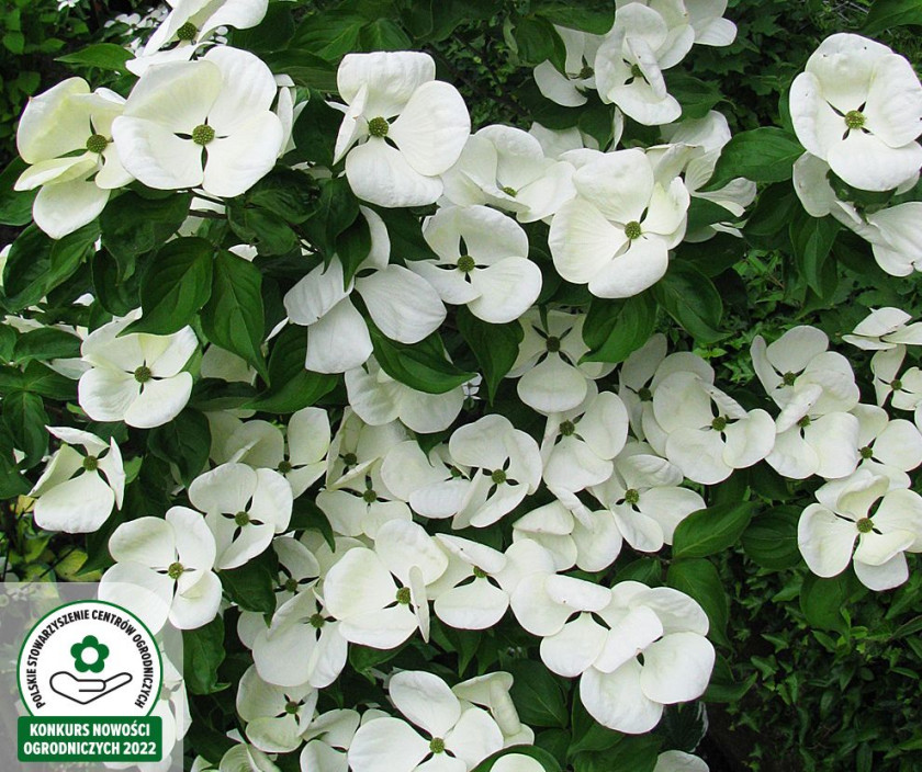 Polecane produkty | Miejsce pierwsze - Cornus Super Flower Duo (derenie, kwitnące gwiazdy)