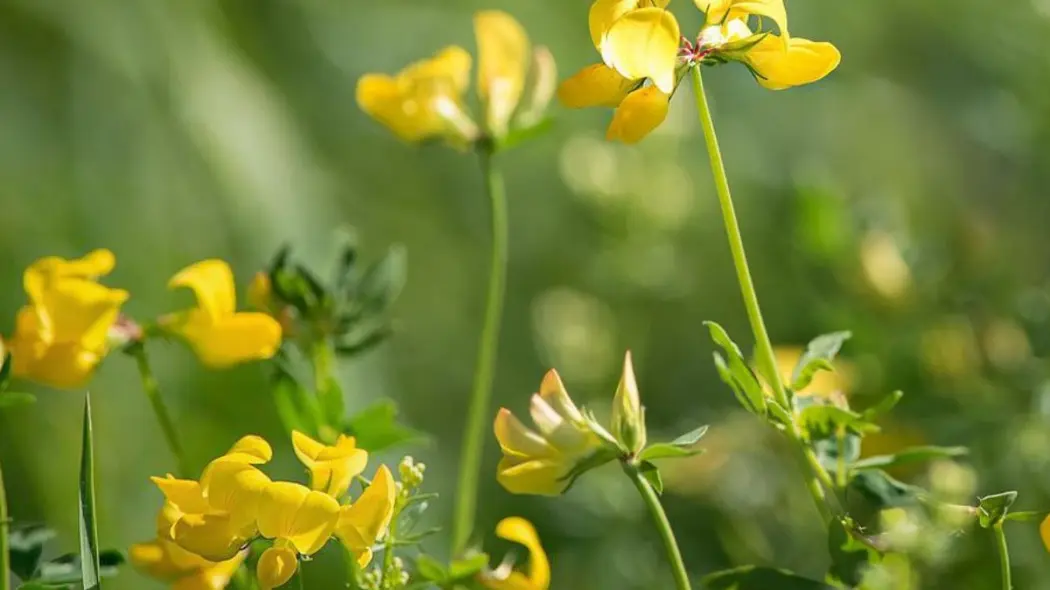 Komonica zwyczajna lotus corniculatus, fot. Pezibear - Pixabay