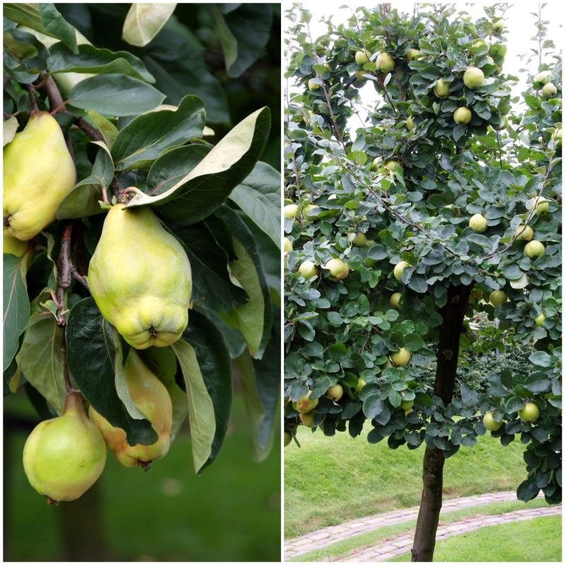 pigwa na co pomaga i dlaczego warto ją jeść fot. iVerde