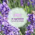 Lipiec w ogrodzie – co robić? | Lista prac do zrobienia
