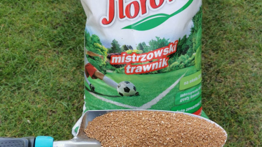 Trawnik jak zielony dywan? To łatwe, jeśli zastosujesz ten nawóz