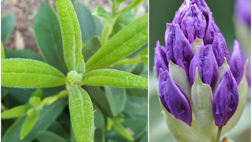 Dlaczego rododendron nie kwitnie? Przyczyny i rozwiązania