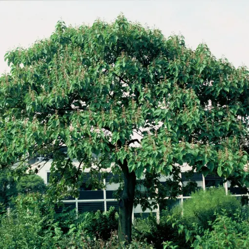 Paulownia / Pawłownia