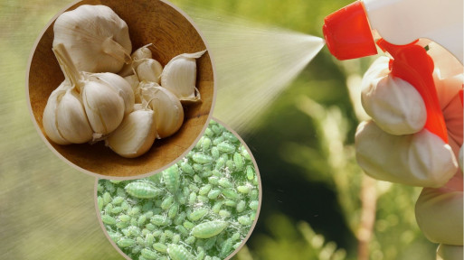 Oprysk z czosnku na mszyce – 3 przepisy na domowe preparaty!