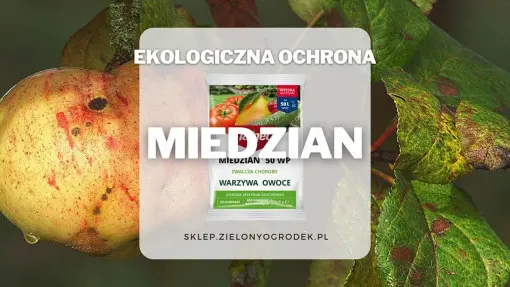Miedzian – preparat na choroby grzybowe i bakteryjne