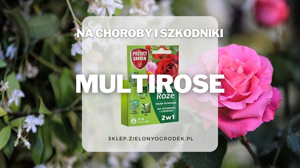 Multirose Roze ochrona na szkodniki i choroby