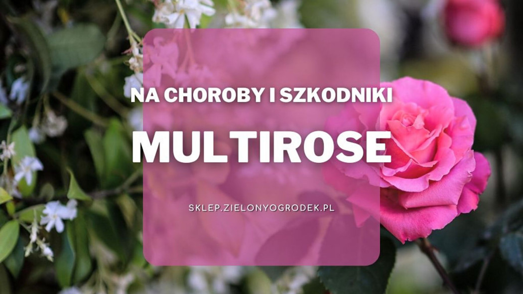 Multirose Roze ochrona na szkodniki i choroby