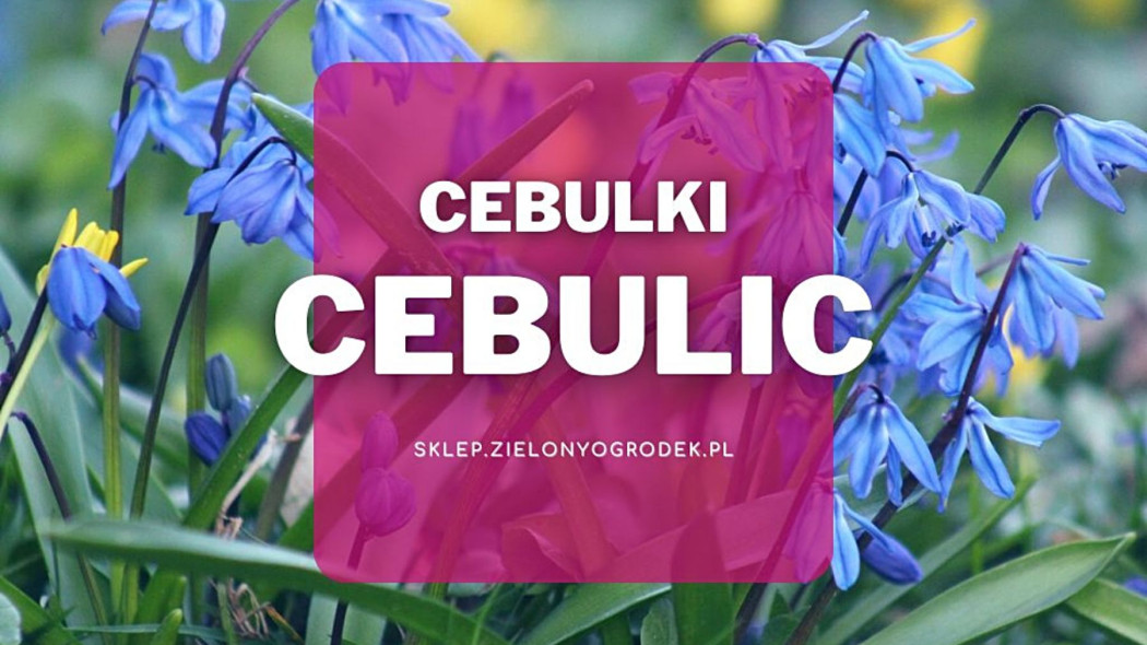 Cebulki cebulic jakie wybrac gdzie kupic