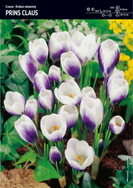 Krokus 'Prins Claus'