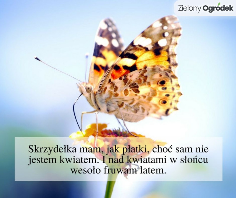 Odpowiedź: MOTYL