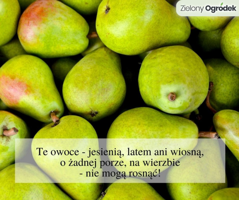 Odpowiedź: GRUSZKI