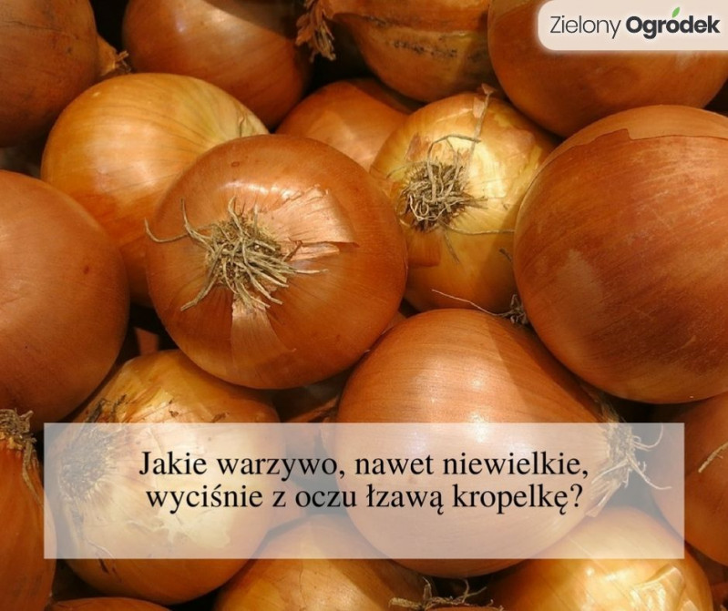 Odpowiedź: CEBULA