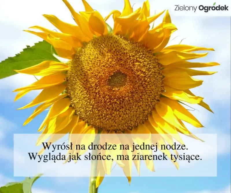 Odpowiedź: SŁONECZNIK