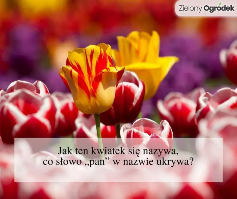 Odpowiedź: TULIPAN