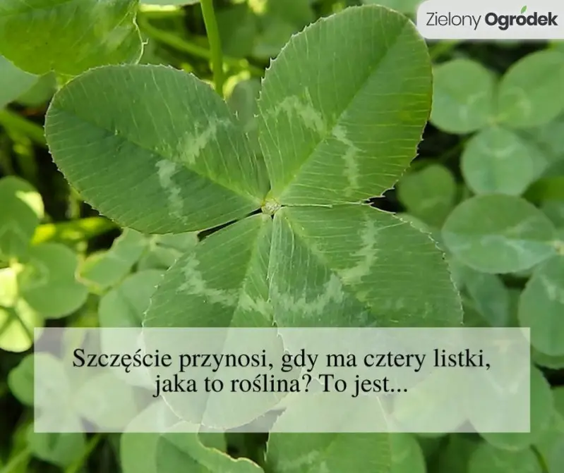 Odpowiedź: KONICZYNA