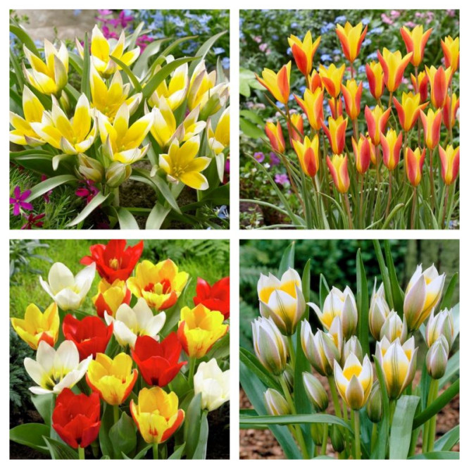 Cebulki tulipanów botanicznych