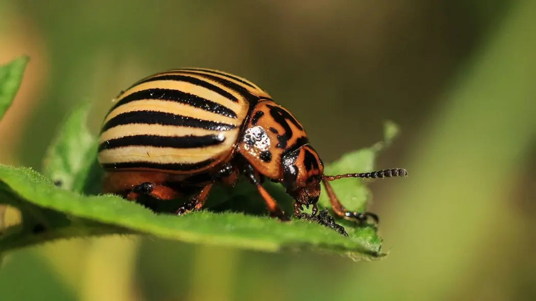 stonka ziemniaczana Leptinotarsa decemlineata fot. Pavlofox - Pixabay