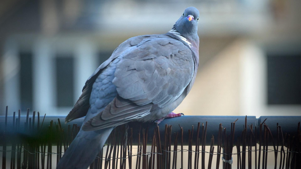 Jak pozbyć się gołębi z balkonu fot. Korneel Luth - Pixabay