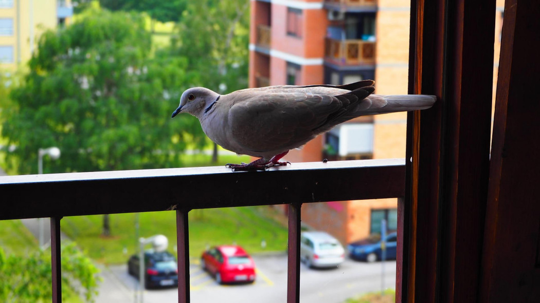 Jak przegonić gołębia z balkonu fot. Anton Mihovil - Pixabay
