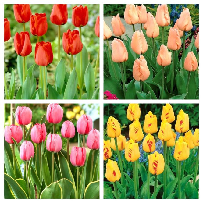 Cebulki tulipanów Darwina 
