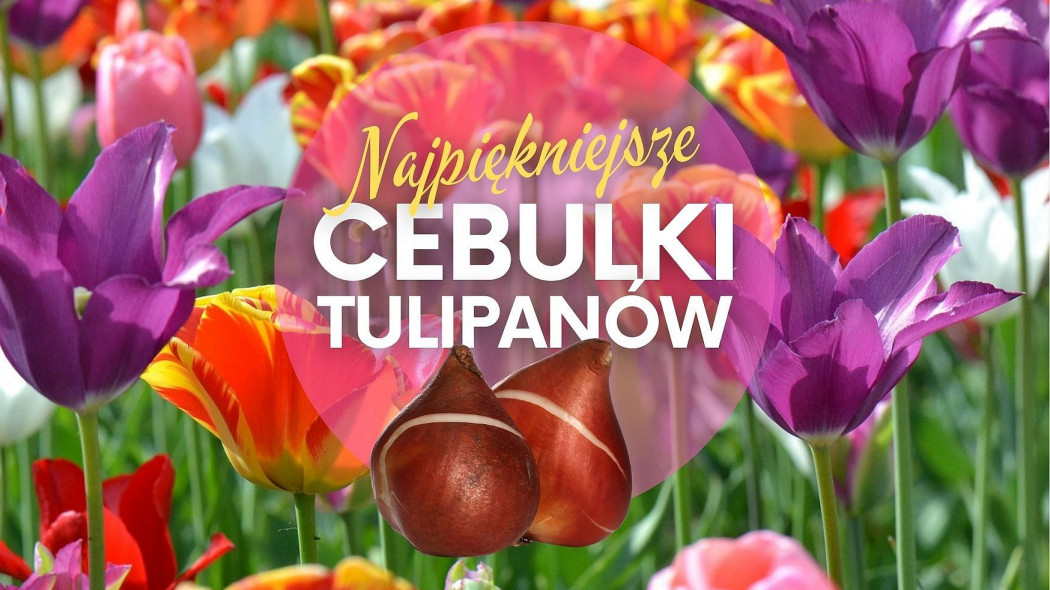Najpiękniejsze cebulki tulipanów