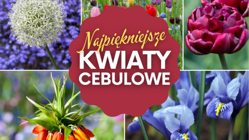 Wiosenne kwiaty cebulowe, które trzeba posadzić jesienią | Jakie wybrać i gdzie kupić?