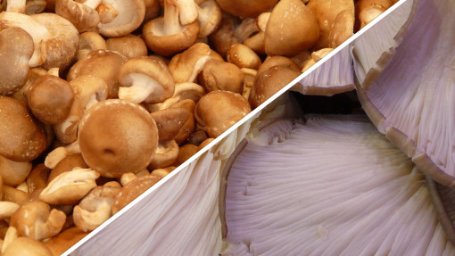 Boczniaki i shiitake | Grzyby z domowej uprawy