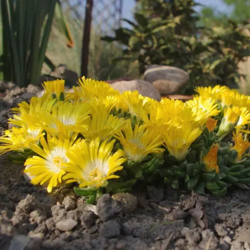 Słonecznica / Delosperma