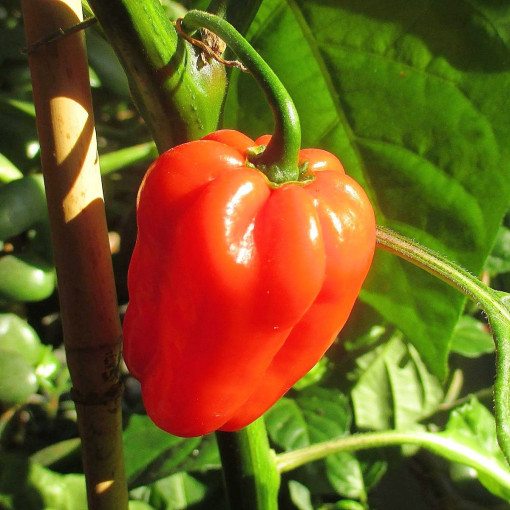 Papryka