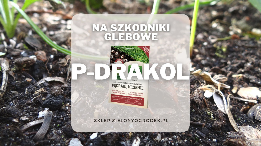 P-Drakol preparat na grozne szkodniki glebowe
