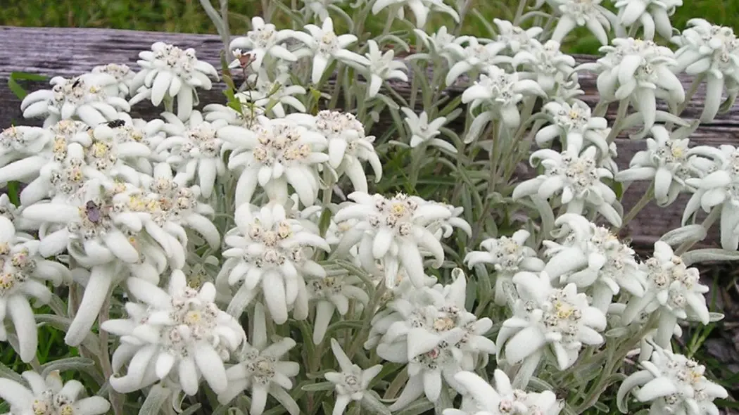 Szarotka alpejska edelweiss, fot. Simon - Pixabay