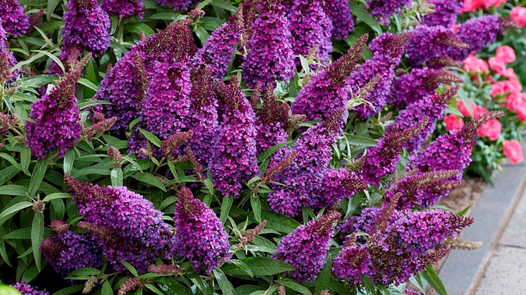 Budleja Davida BUTTERFLY CANDY LITTLE PURPLE, Konkurs Roslin Nowosci ZScP 2022